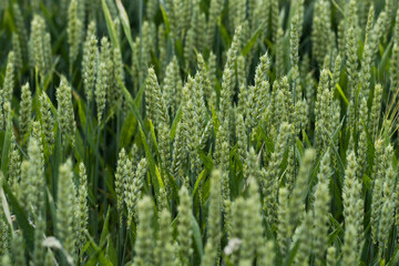 Green field with wheat ears.Growing wheat sprouts closeup. Harwest problem in the world