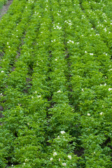 Young potatoes grow in rows on the farm field