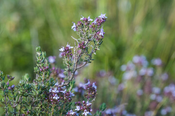 Obraz premium Thymus serpyllum plant. Thyme blooms with lilac flowers in the wild