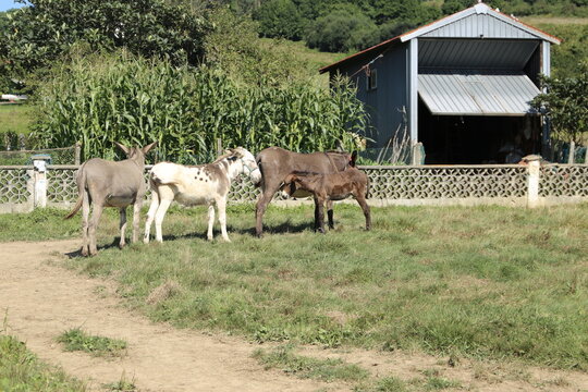 Animal dom&eacute;stico