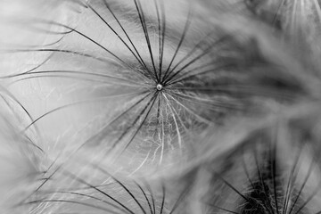 black and white dandelion seed close-up on blurred background, airy and fluffy wallpaper, dandelion fluff wallpaper, macro