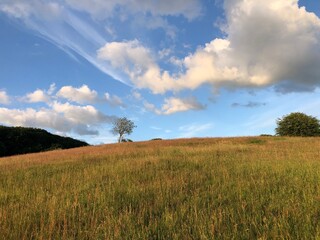 Fototapeta premium field of grass and sky