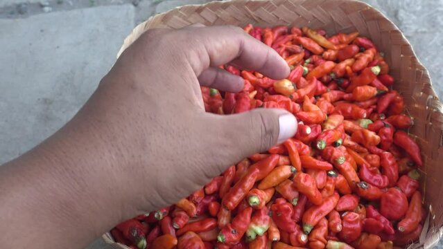 Cayenne pepper (Capsicum frutescens) is a fruit and plant member of the genus Capsicum whose fruit grows towering upwards.