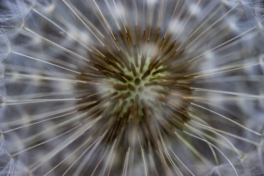 dandelion seed head © James