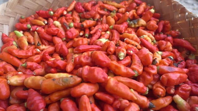 Cayenne pepper (Capsicum frutescens) is a fruit and plant member of the genus Capsicum whose fruit grows towering upwards.