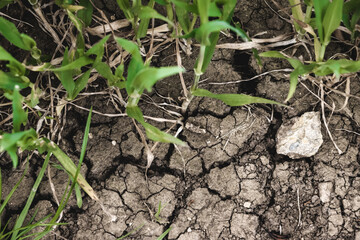 grass growing out of dry soil