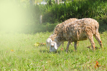 Naklejka na ściany i meble A thick hairy goat tethered grazing in the fields. A white goat is grazing in the meadow. sun reflective, motion blure concetp