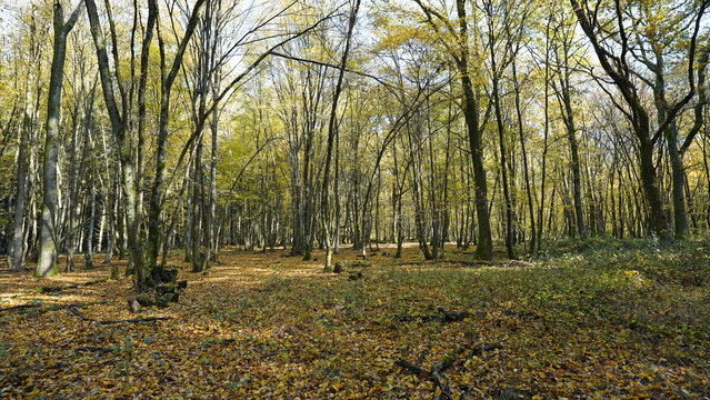 Herbstwald