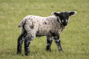 sheep in a field