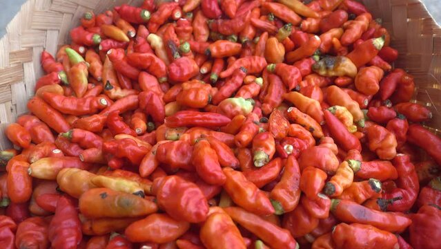 Cayenne pepper (Capsicum frutescens) is a fruit and plant member of the genus Capsicum whose fruit grows towering upwards.