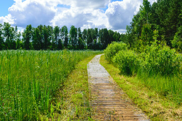 Fototapeta na wymiar wooden footbridges, swampy lake shore, marsh plant vegetation