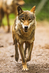 male Eurasian wolf (Canis lupus lupus) he's running right here