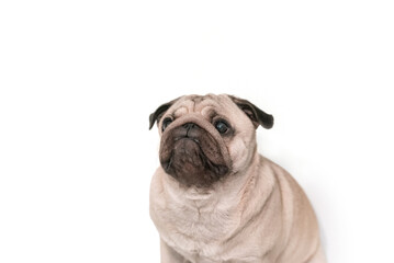 Fototapeta premium a stooped sad pug sits looking up on a white background