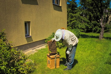 beekeeper catching a swarm of bees on the roof of the house to the beekeeper's box
