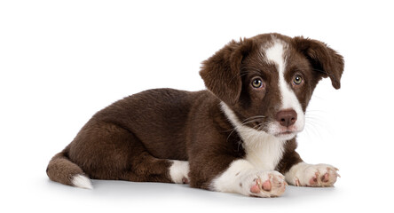 Cute brown with white Welsh Corgi Cardigan dog pup, laying down side ways. Looking beside camera. Isolated on a white background.