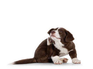 Cute brown with white Welsh Corgi Cardigan dog pup, sitting side ways scratching behind hos ear....