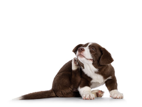 Cute Brown With White Welsh Corgi Cardigan Dog Pup, Sitting Side Ways Scratching Behind Hos Ear. Looking Straight To Camera. Isolated On A White Background.