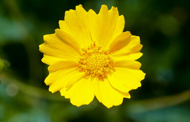 Closeup of yellow flower in the garden