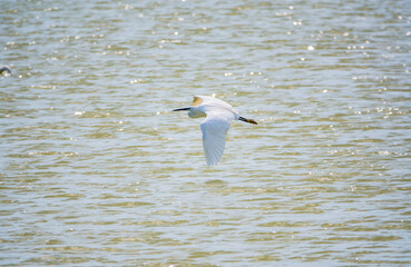 The flight of the little egret or Small White Heron.