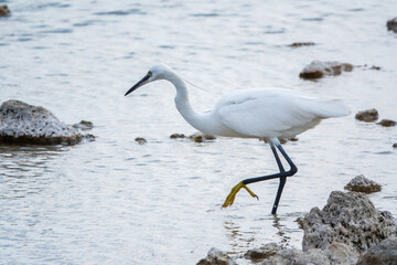 The small white heron or Little egret stands in the lake