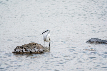 The small white heron or Little egret stands in the lake