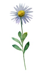 daisy flower isolated on white background