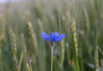 Cornflower in the green field ..