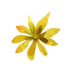 Fototapeta premium star anise and cinnamon