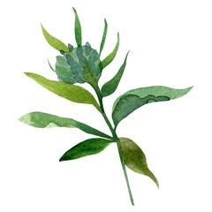 leaves isolated on white