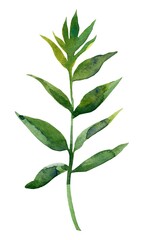 leaf isolated on white background