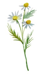 camomile on white