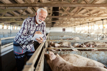 A senior farmer standing next to a pig pen and writing down calculations.
