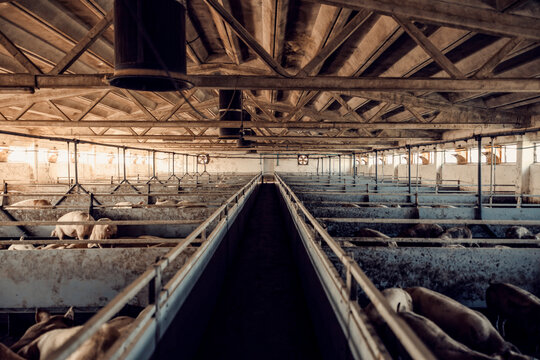 Pig farm and growing. The pigs in pens at pig farm.