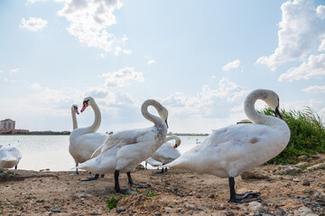A large flock of graceful white swans swims in the lake., swans in the wild