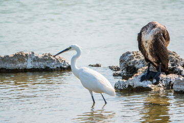 Small white heron, or Little egret, Egretta garzetta, and Great cormorant, Phalacrocorax carbo, sitting on a cliff and looking for fish in shallow water