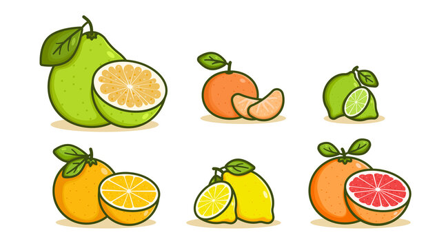 Collection of citrus fruits vector illustration. Set of pomelo, orange, lemon, tangerine, grapefruit and lime. Cartoon citruses with leaf and a half slice, outline color icon of tropical fruit