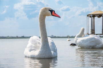 Graceful white Swan swimming in the lake, swans in the wild. Portrait of a white swan swimming on a lake.