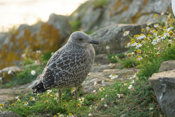 Le grisard, petit du goéland