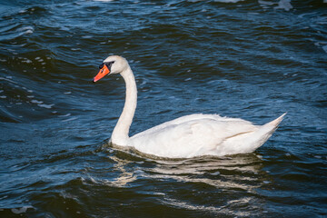 Obraz premium Graceful white Swan swimming in the lake, swans in the wild. Portrait of a white swan swimming on a lake.