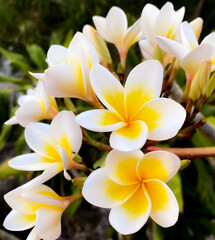 Beautiful white plumeria flowers in garden,background.