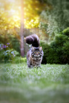 Fluffy large Maine Coon cat walks on evening summer green lawn in park and looks at the camera.