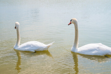 Two Graceful white Swans swimming in the lake, swans in the wild