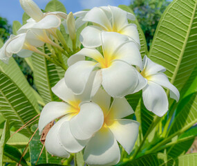 Beautiful white plumeria flowers in garden,background.