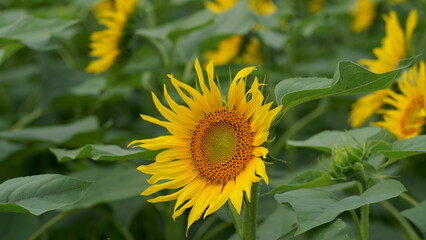 When it comes to the best summer flower, it is the sunflower
