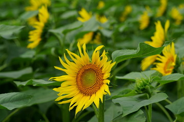 When it comes to the best summer flower, it is the sunflower
