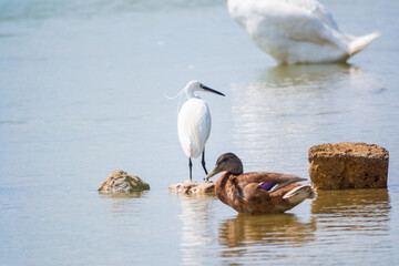 The small white heron or Little egret stands in the lake