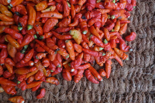 Cayenne pepper (Capsicum frutescens) is a fruit and plant member of the genus Capsicum whose fruit grows towering upwards.