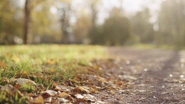 Slow motion background of autumn park path with fallen leaves