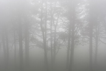 Fototapeta na wymiar fog in the forest. Nature. Wheather. Winter.
