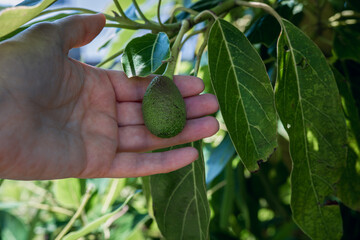 Farmer's hand and a young hass avocado hanging on a tree in the orchard